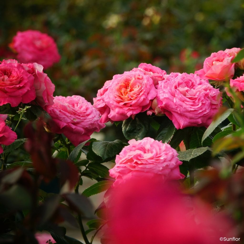 Rosa Bali - Edelrose