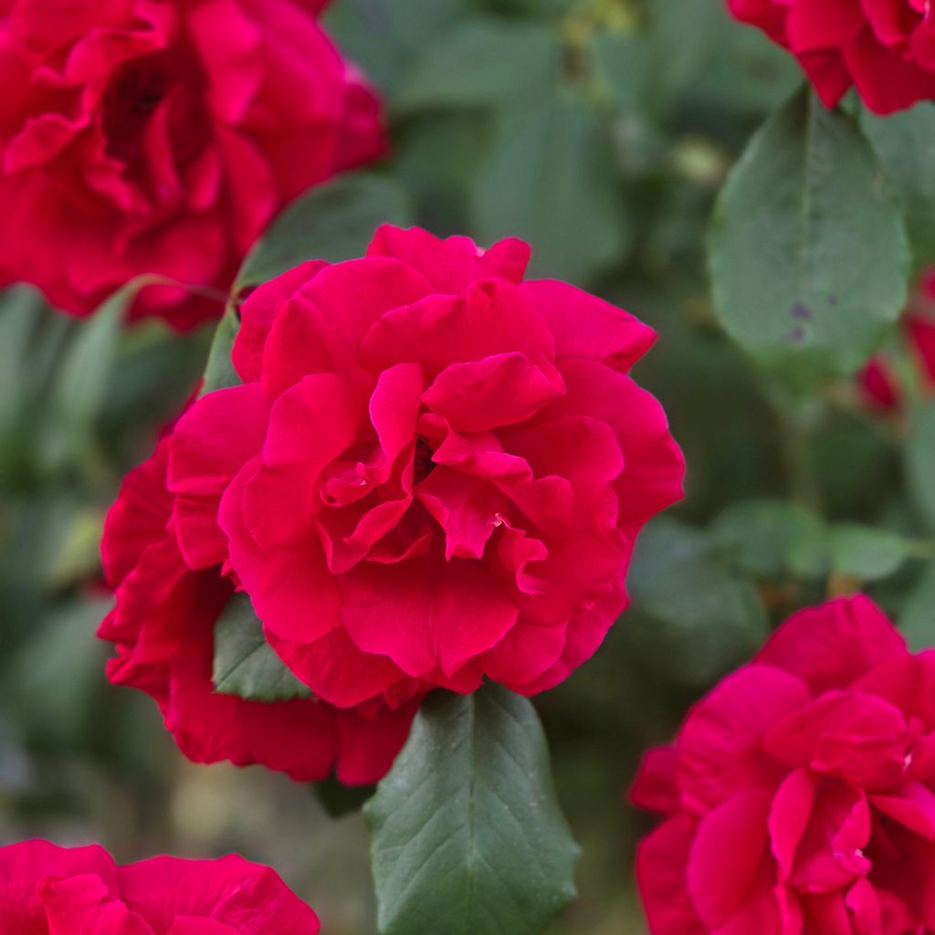 Rosa Guirlande fleurie - Rambler-Rose