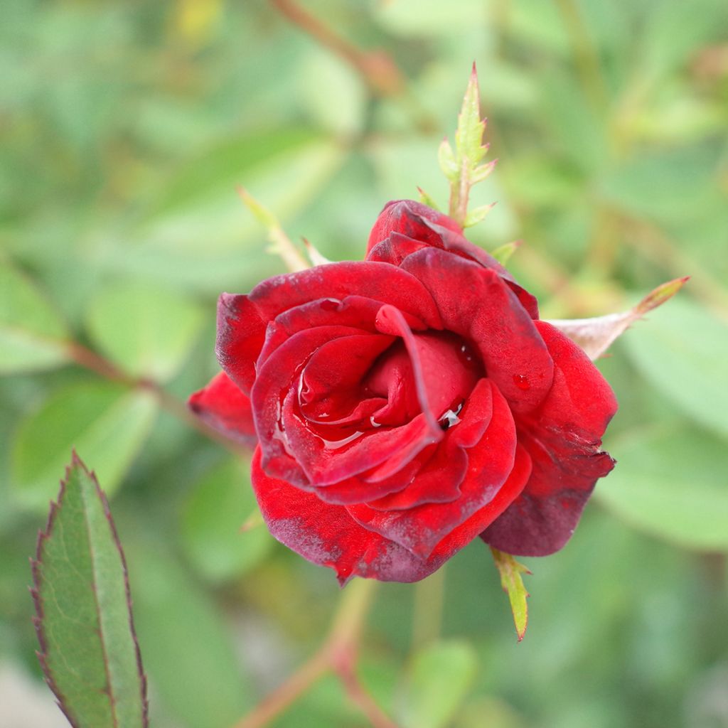 Rosier miniature Baby Baccara