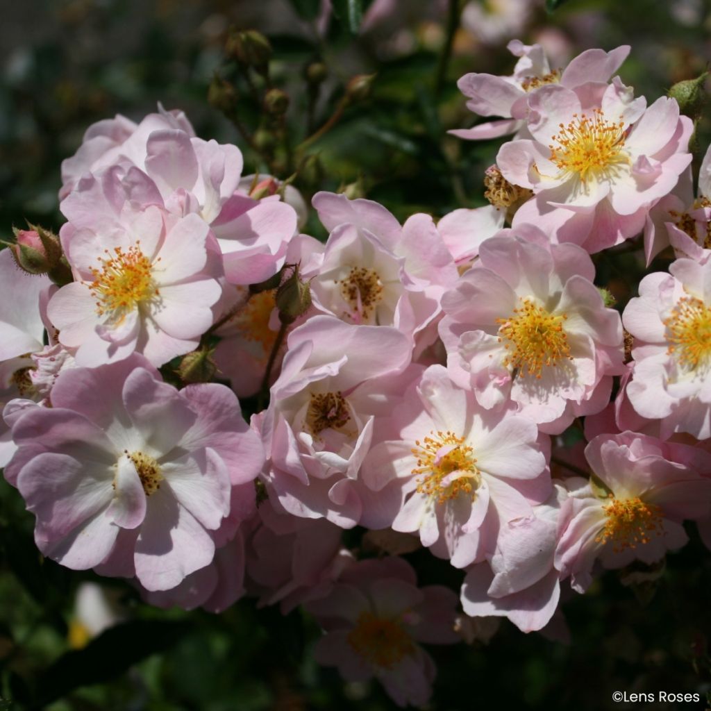 Rosa moschata Ma Fille Sara - Zwerg-Parkrose