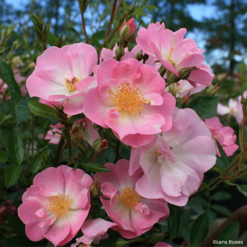 Rosa moschata Ma Fille Sara - Zwerg-Parkrose
