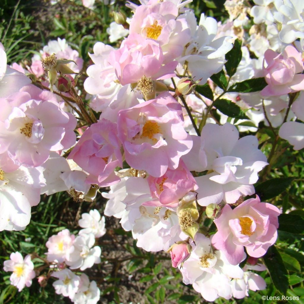 Rosa moschata Ma Fille Sara - Zwerg-Parkrose