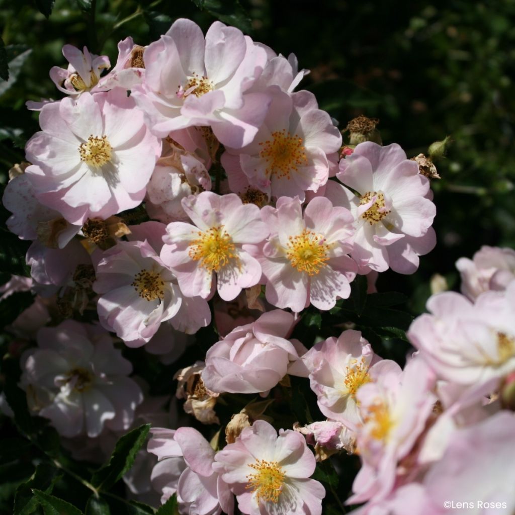 Rosa moschata Ma Fille Sara - Zwerg-Parkrose