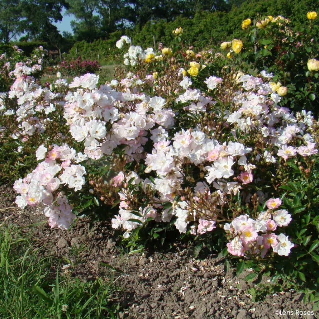 Rosa moschata Ma Fille Sara - Zwerg-Parkrose
