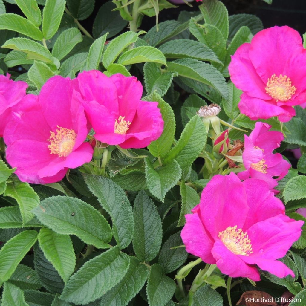 Rosier rugosa Angelia Eglantine