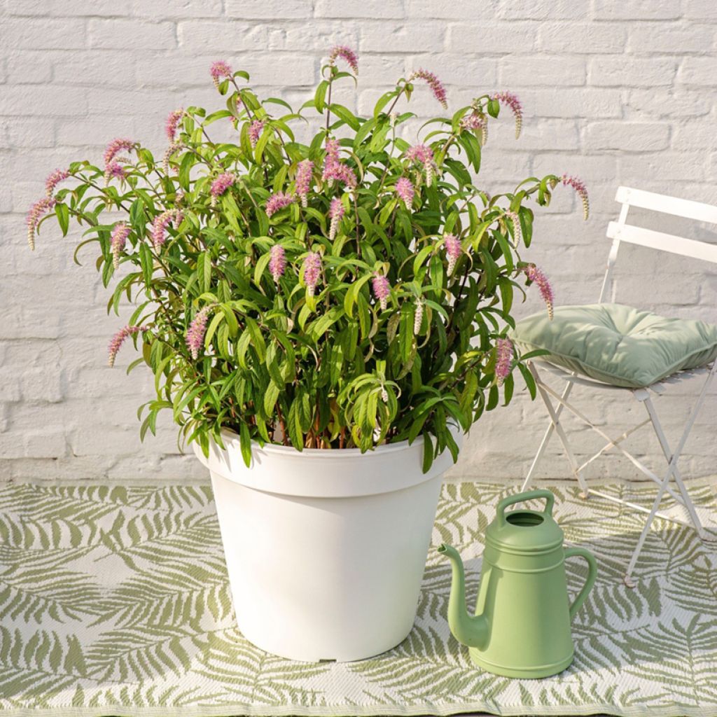 Rostrinucula dependens - Tränender Schmetterlingsstrauch