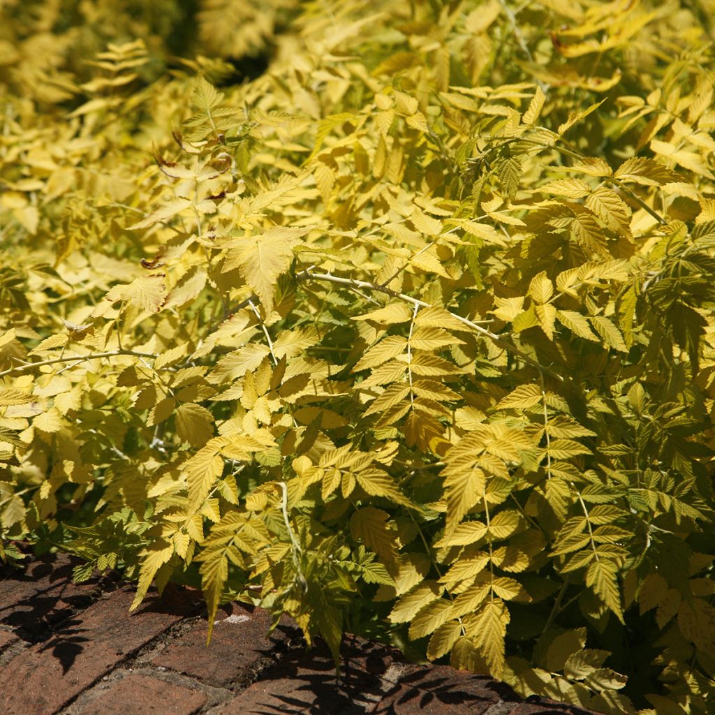 Rubus cockburnianus Golden Vale - Blauholzige Brombeere