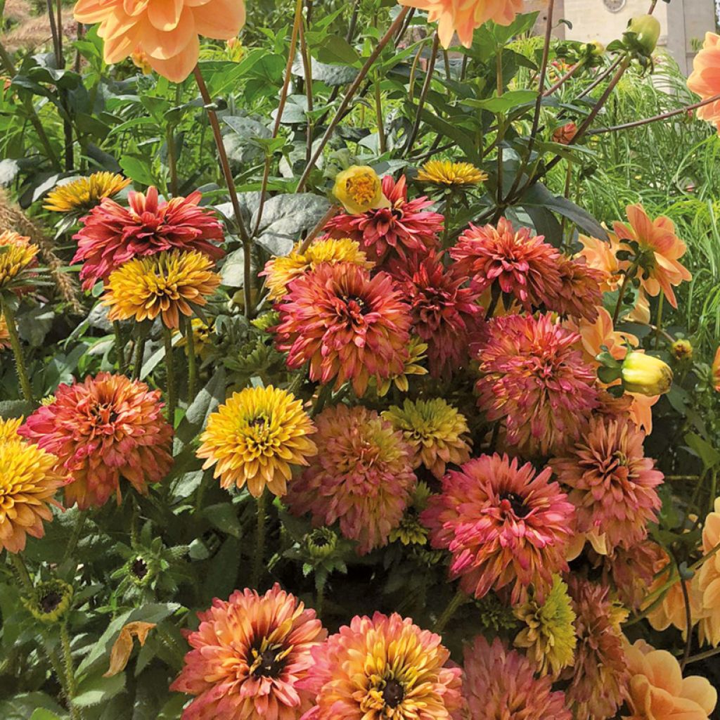 Rauher Sonnenhut Rudy Double Rose Yellow (Pflanzen) - Rudbeckia