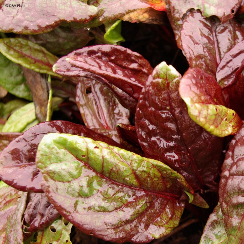 Ampfer Ruber - Rumex arifolius