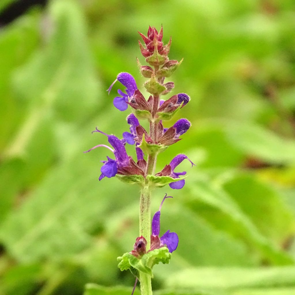 Sauge - Salvia sylvestris Rhapsody in Blue