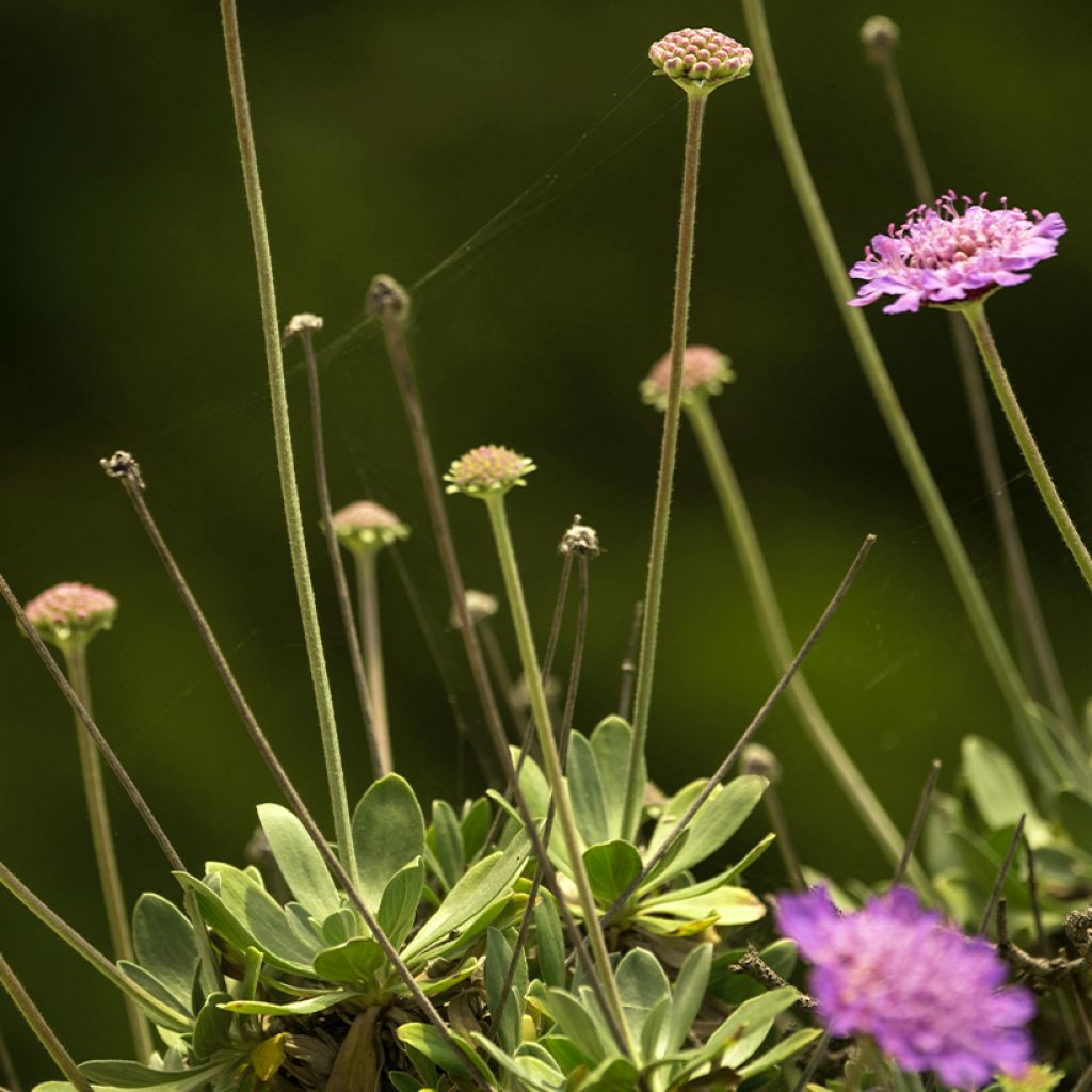 Scabiosa ou Lomeliosa cretica - Scabieuse de Crète
