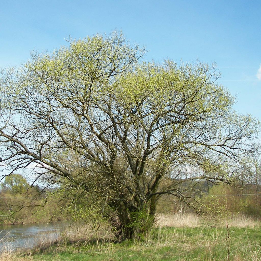 Silber-Weide - Salix alba