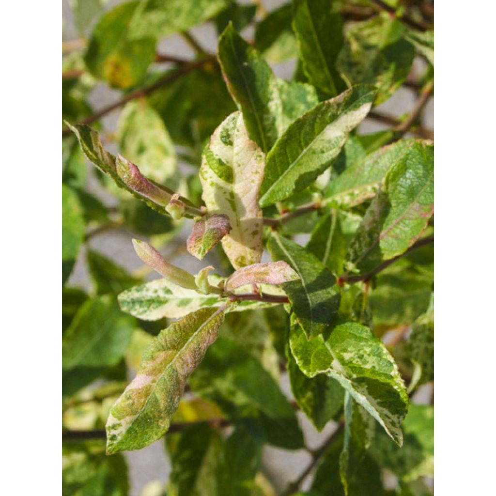 Salix cinerea Tricolor - Saule cendré