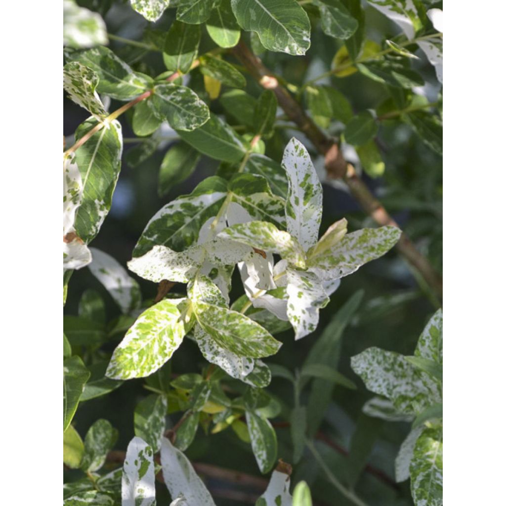 Salix cinerea Tricolor - Saule cendré