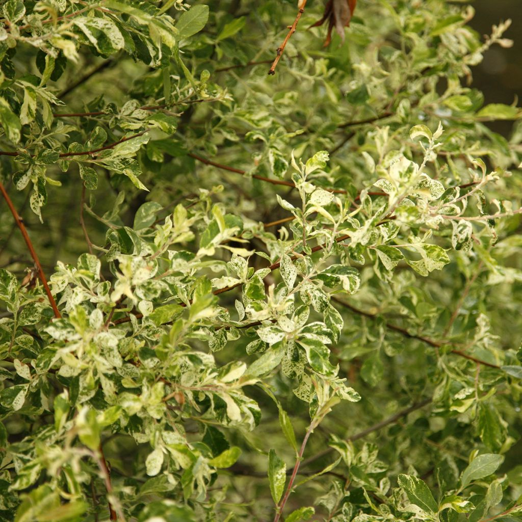 Salix cinerea Tricolor - Saule cendré