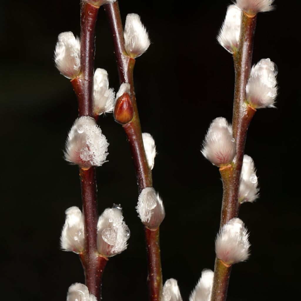 Salix x erdingeri - Weide