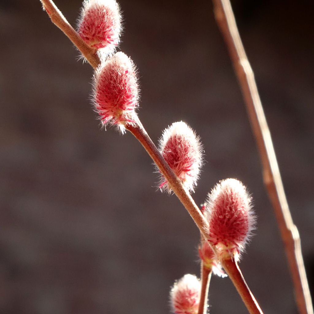 Rosa Riesen-Salweide Mount Aso - Salix gracilistyla