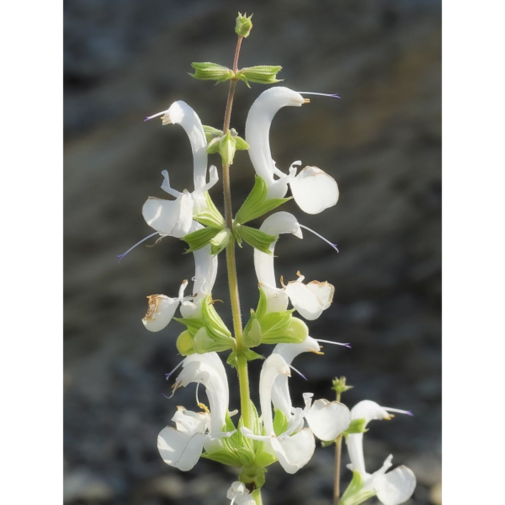 Sauge blanche laineuse - Salvia candidissima