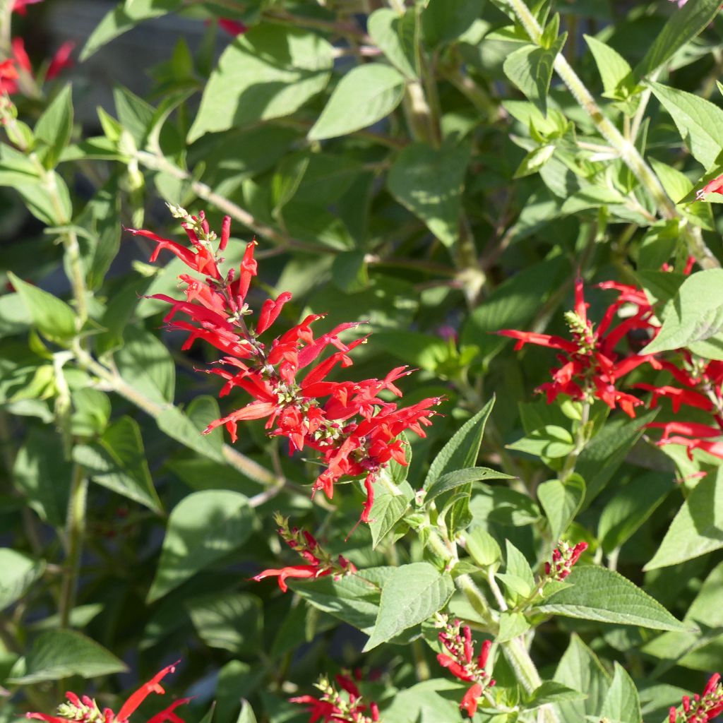 Zierlicher Salbei Ananas - Salvia elegans