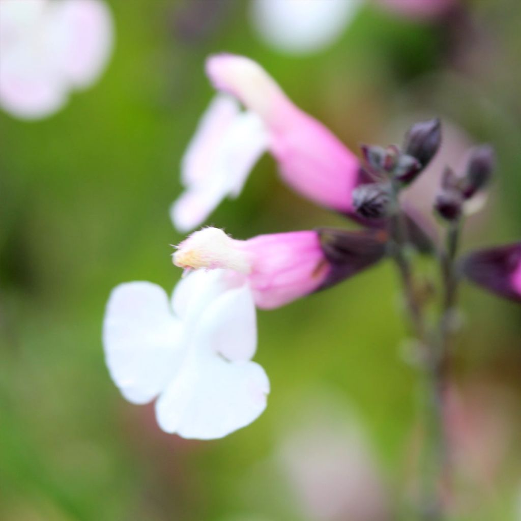 Salvia Delice Fiona - Ziersalbei