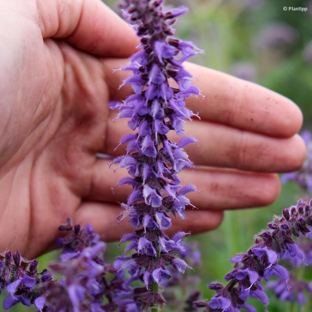 Salvia Feathers Peacock - Guarani-Salbei
