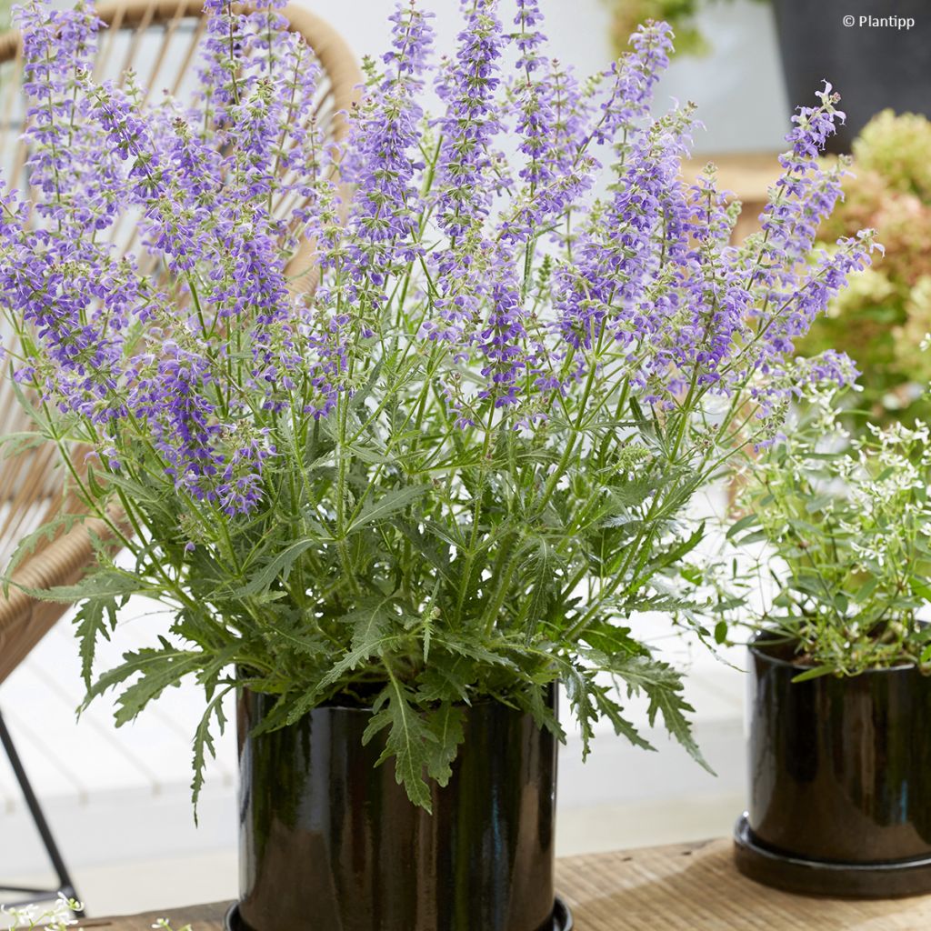 Salvia Feathers Peacock - Guarani-Salbei