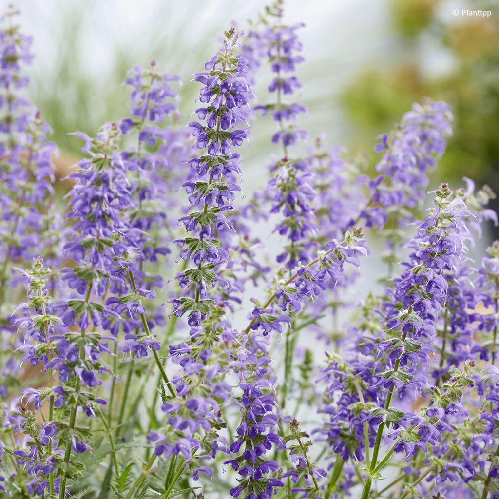 Salvia Feathers Peacock - Guarani-Salbei