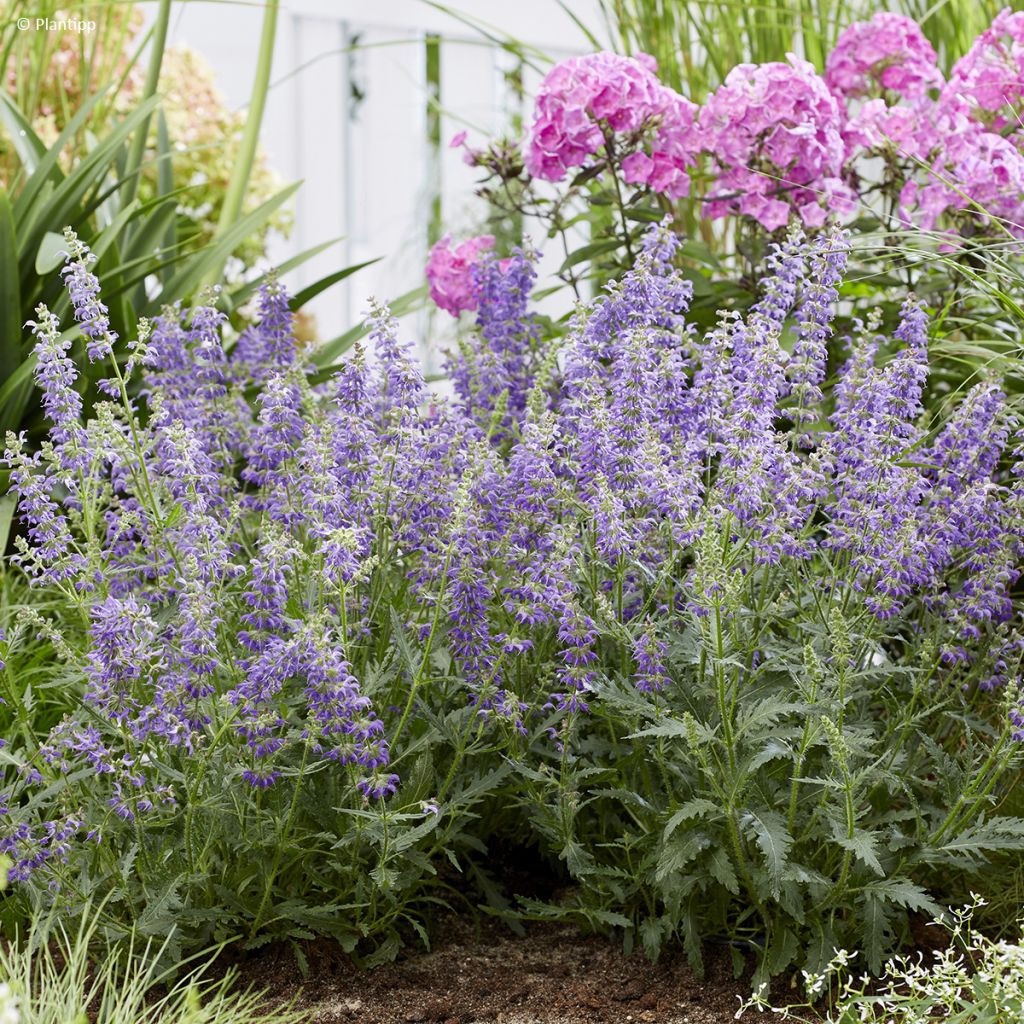 Salvia Feathers Peacock - Guarani-Salbei