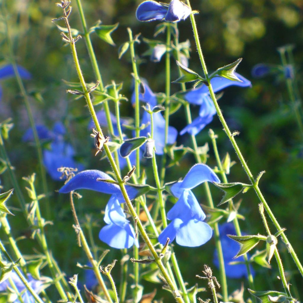 Salvia patens Royal Blue - Mexikanischer Salbei