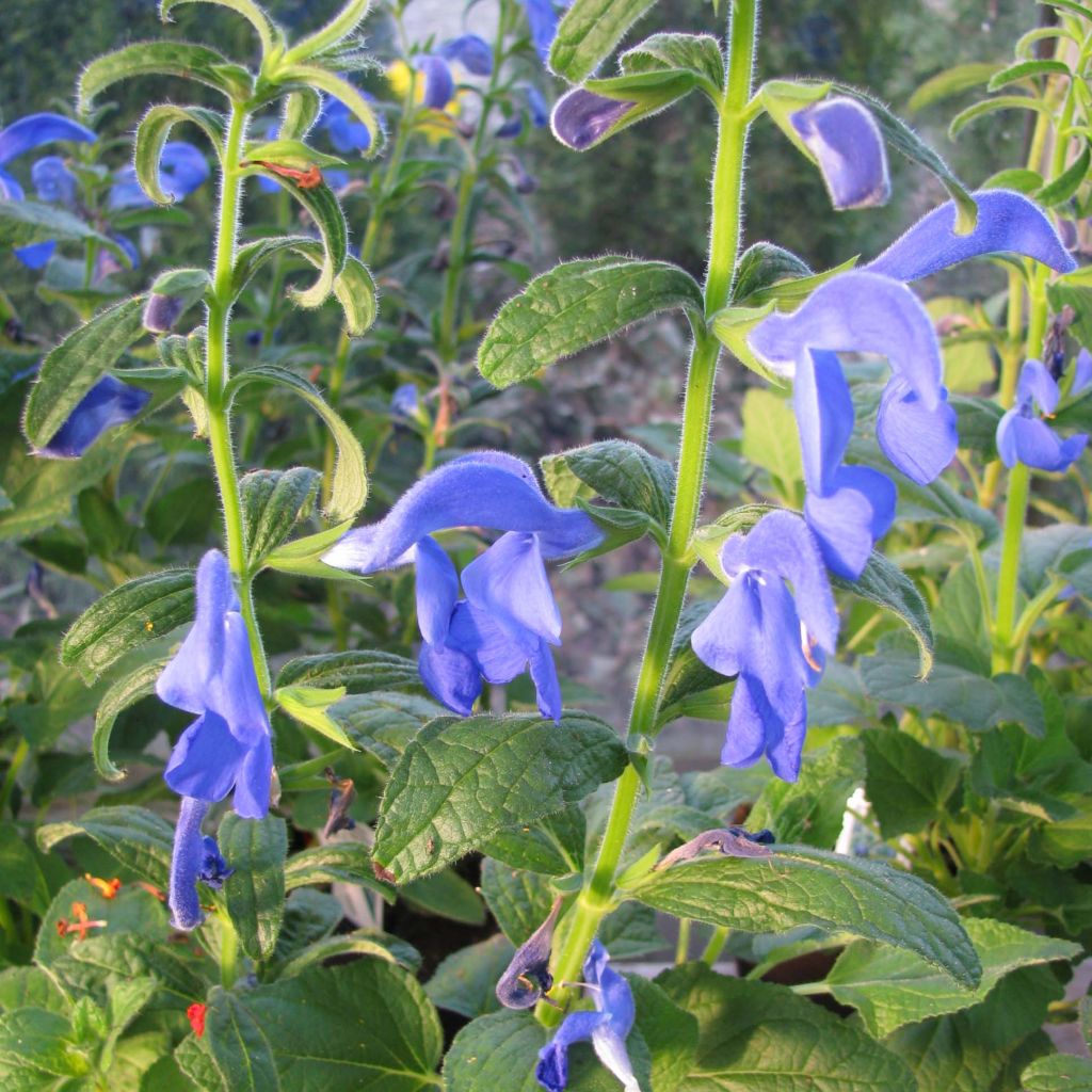 Salvia patens Royal Blue - Mexikanischer Salbei