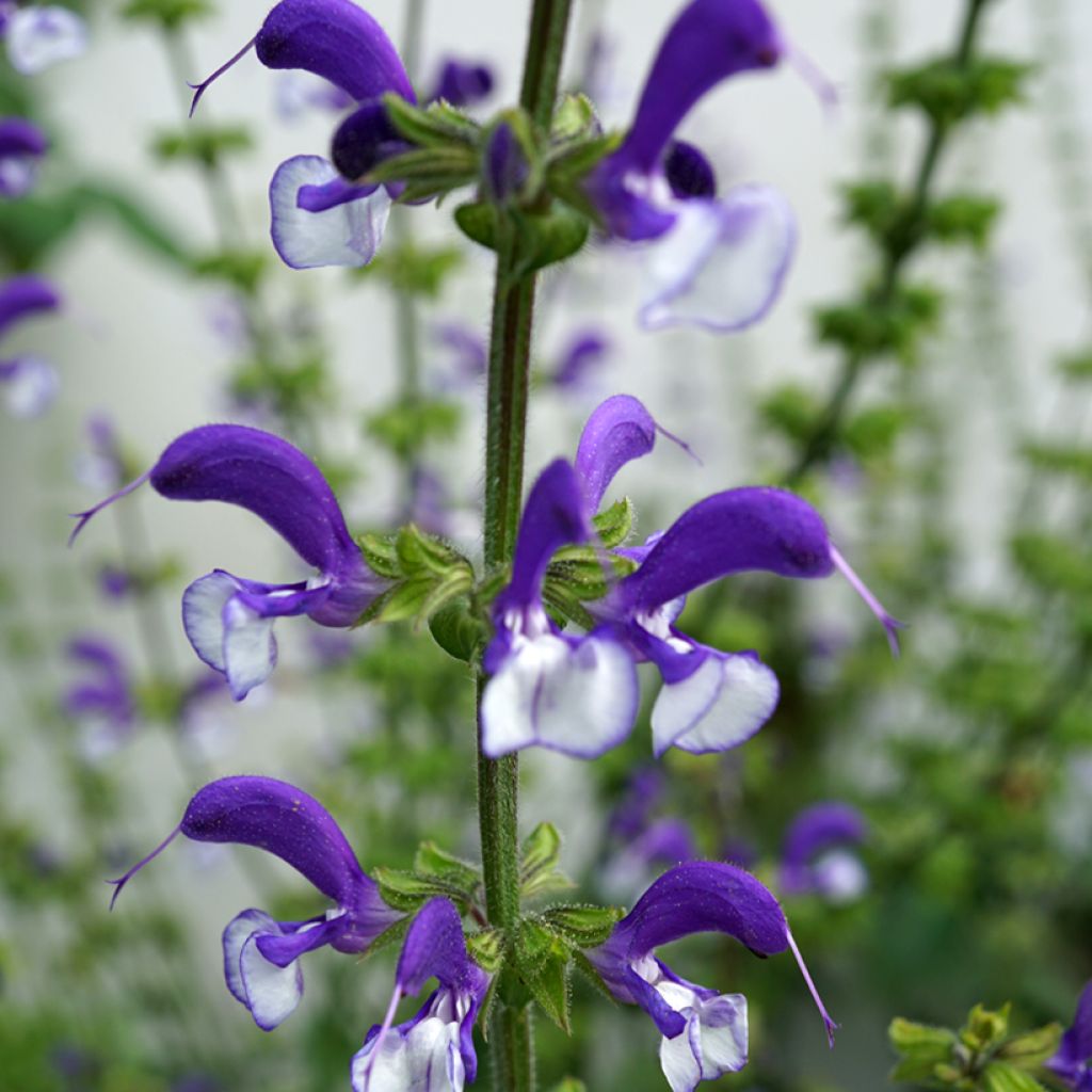Salvia pratensis Madeline - Wiesensalbei