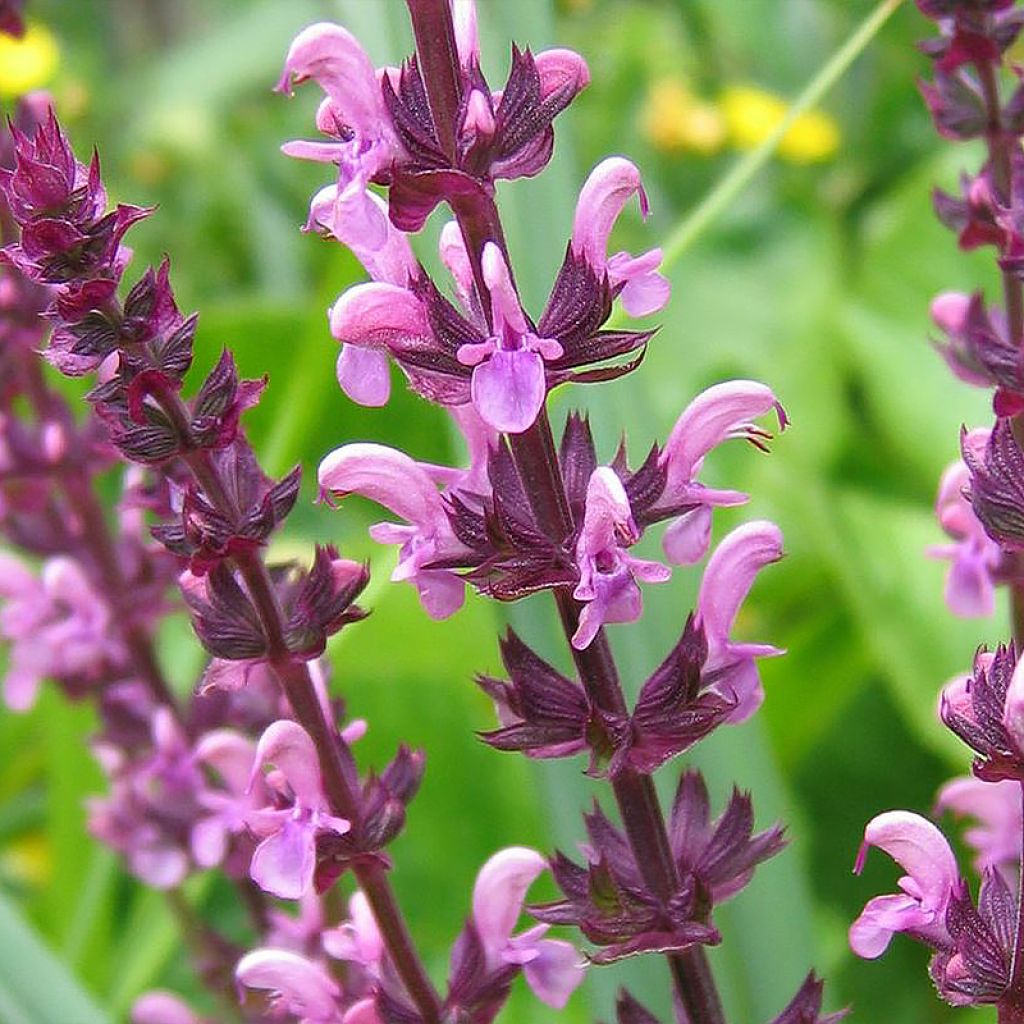 Salvia superba Reine Rose - Ziersalbei