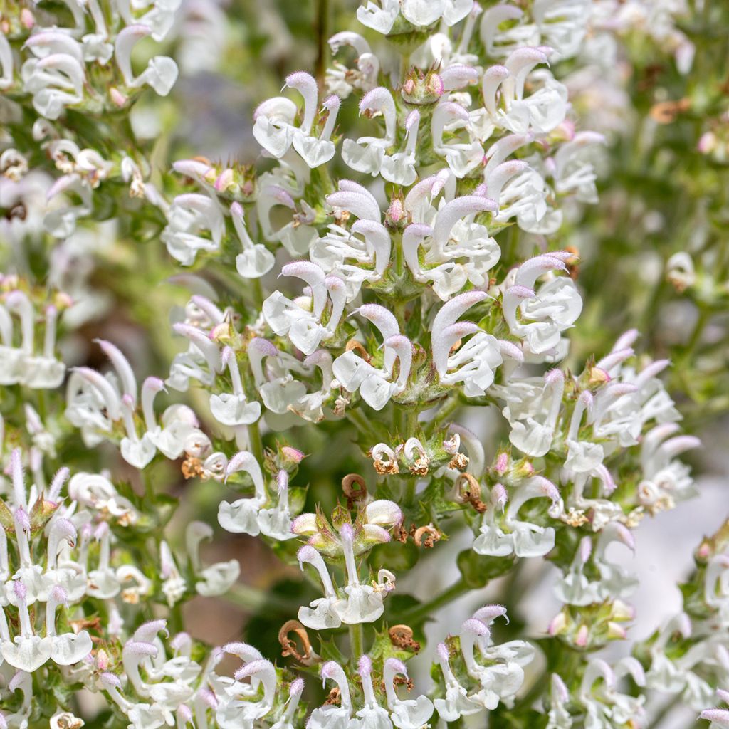 Salvia aethiopis - Ungarn-Salbei