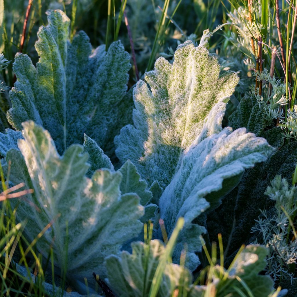 Salvia aethiopis - Ungarn-Salbei