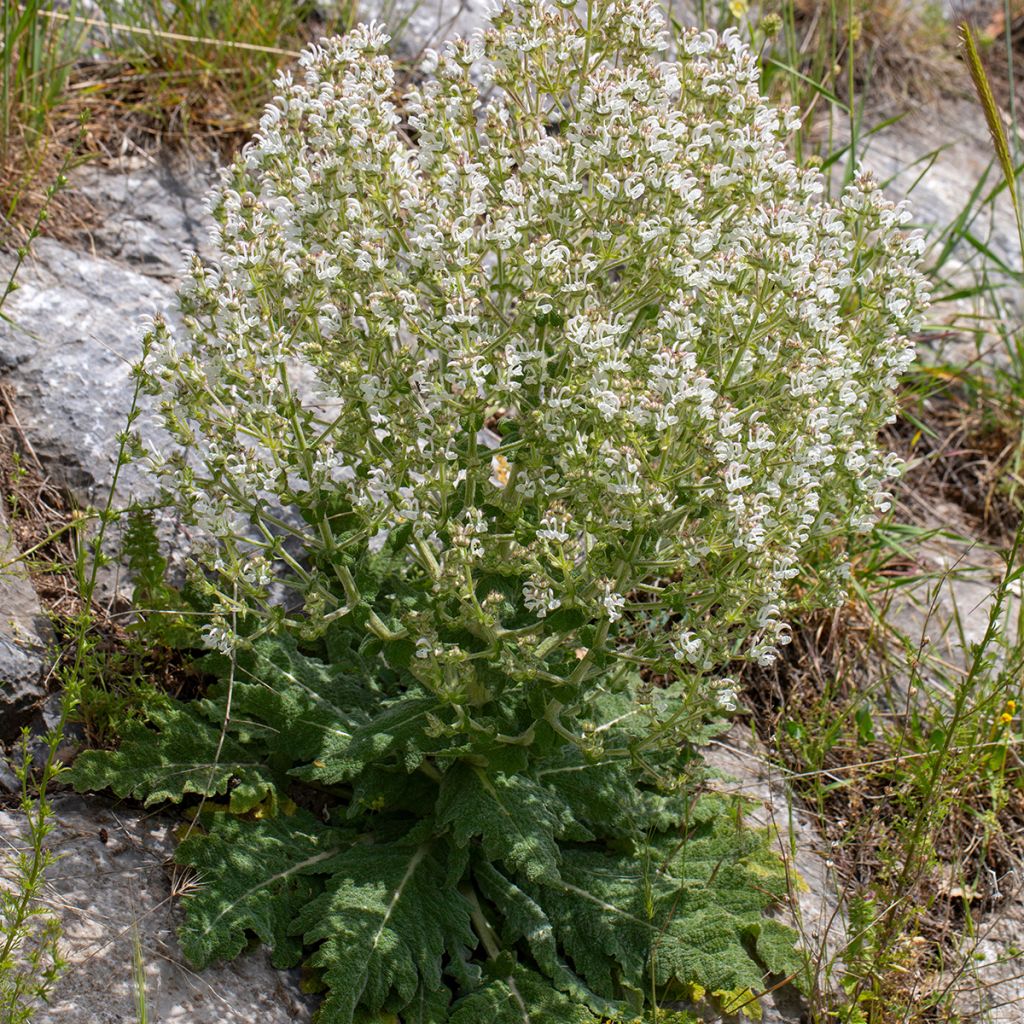 Salvia aethiopis - Ungarn-Salbei