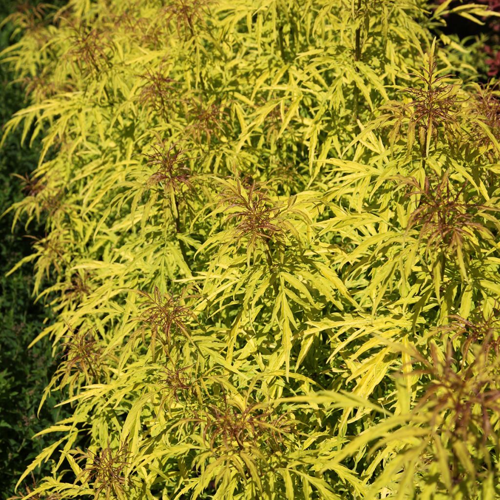 Trauben-Holunder Goldenlocks - Sambucus racemosa