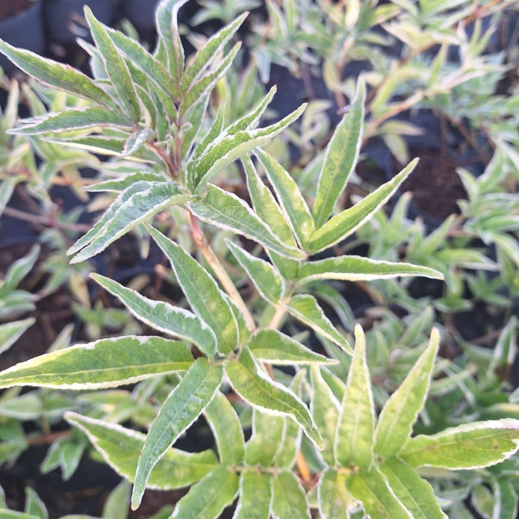Schwarzer Holunder Aureomarginata - Sambucus nigra