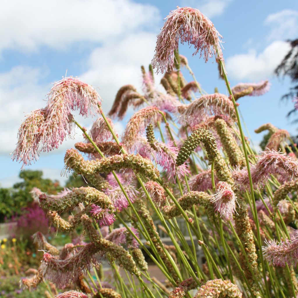 Koreanischer Wiesenknopf - Sanguisorba hakusanensis