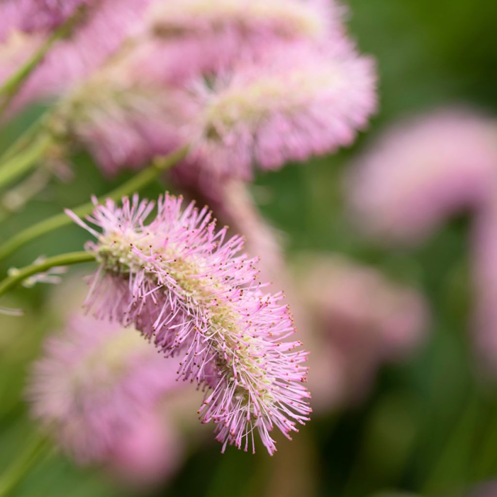 Koreanischer Wiesenknopf - Sanguisorba hakusanensis