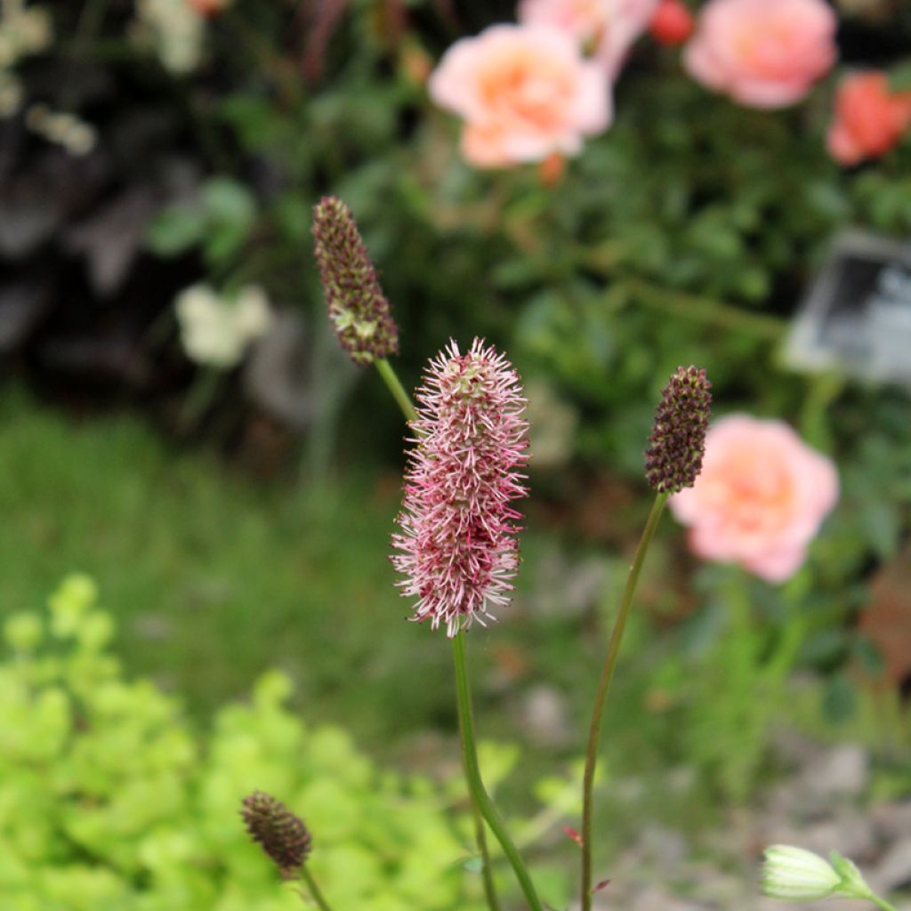 Wiesenknopf - Sanguisorba menziesii