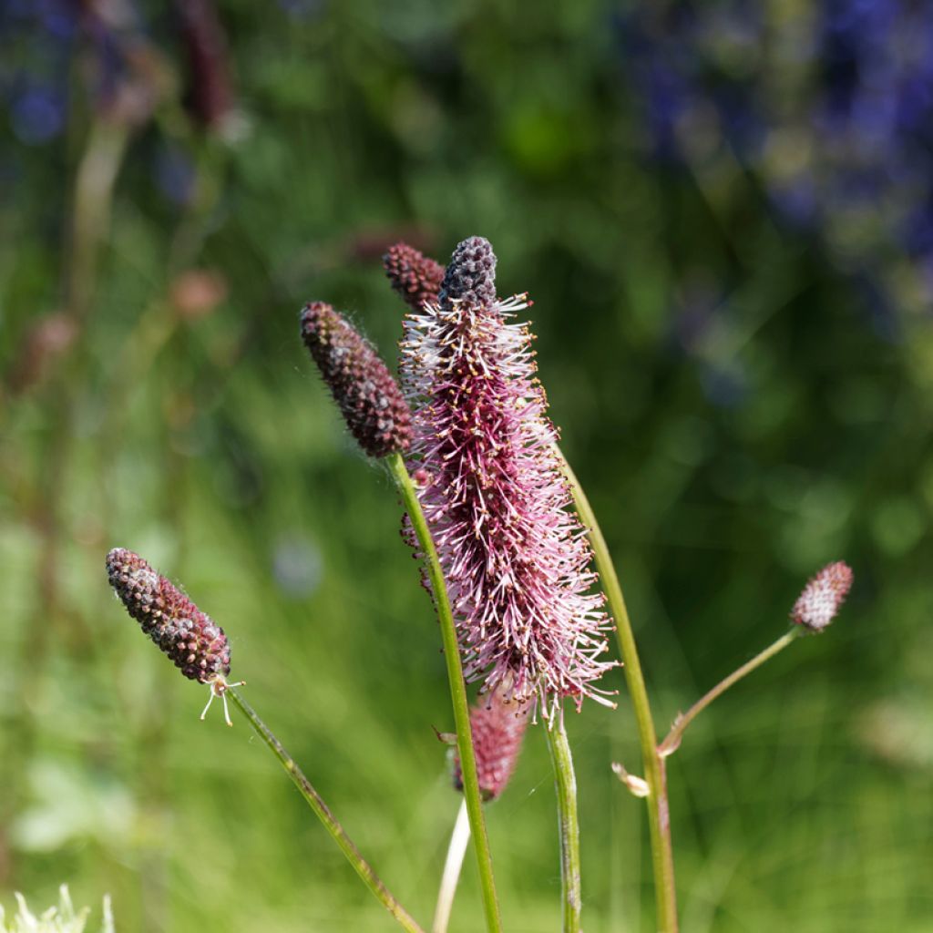 Wiesenknopf - Sanguisorba menziesii
