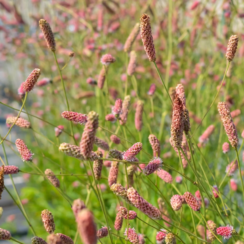 Großer Wiesenknopf Pink Tanna - Sanguisorba officinalis