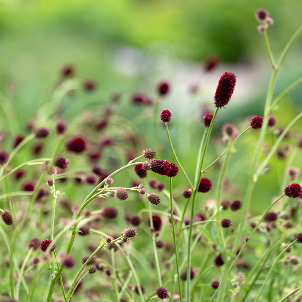 Großer Wiesenknopf Tanna - Sanguisorba officinalis