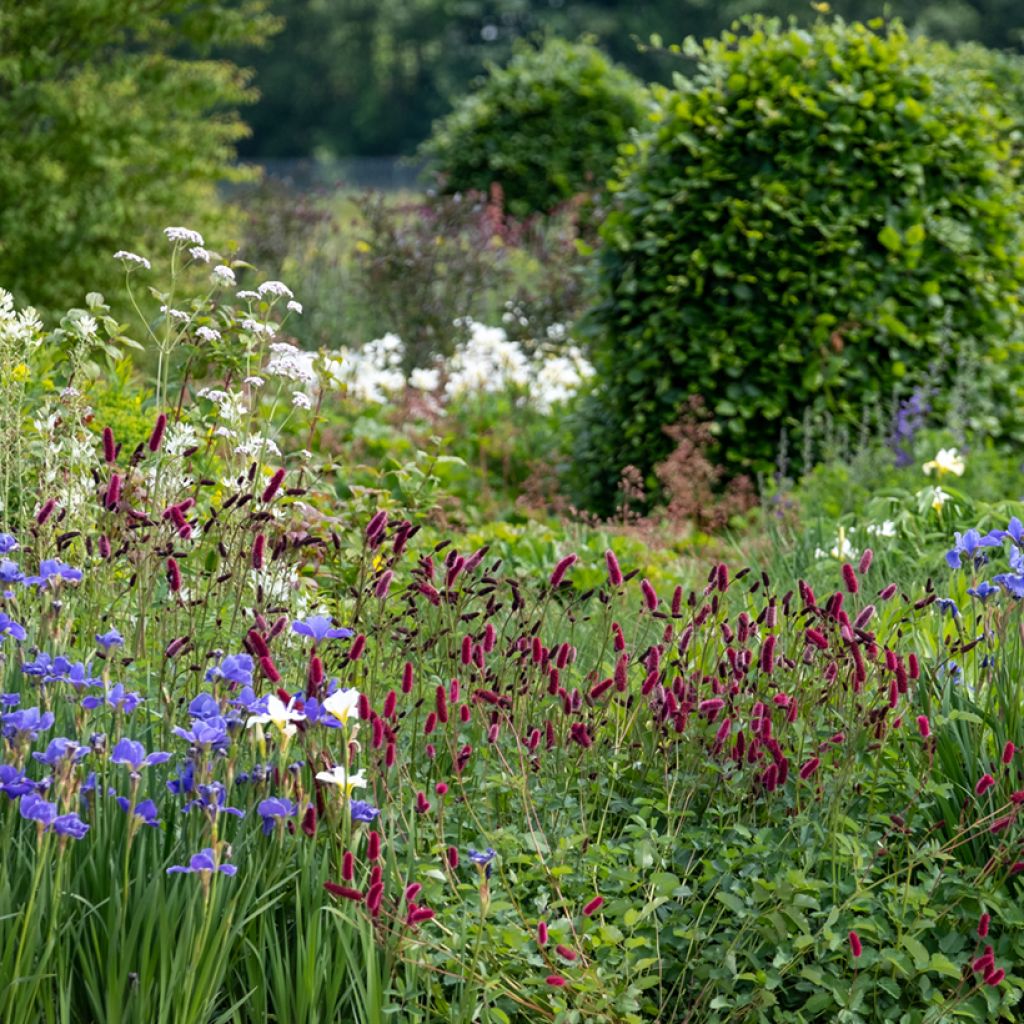 Großer Wiesenknopf Tanna - Sanguisorba officinalis