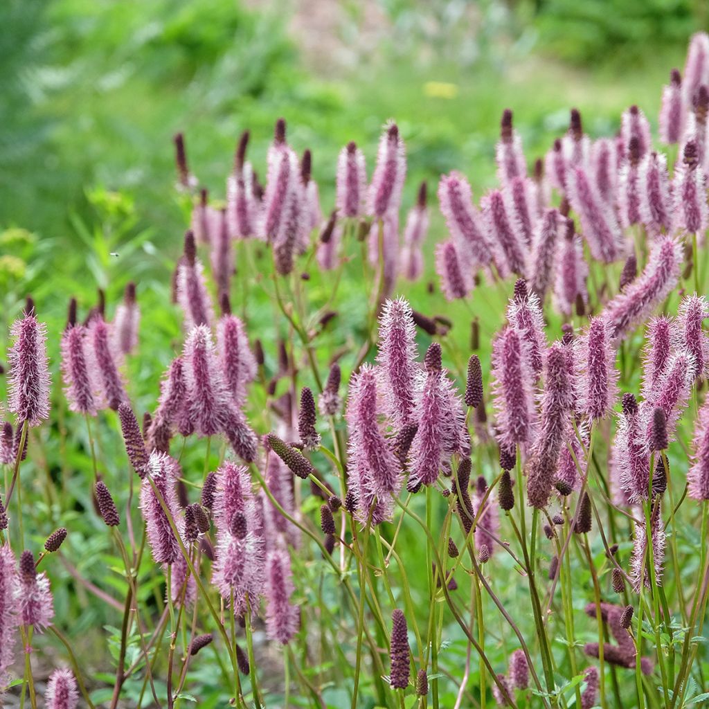 Wiesenknopf Wake Up - Sanguisorba 