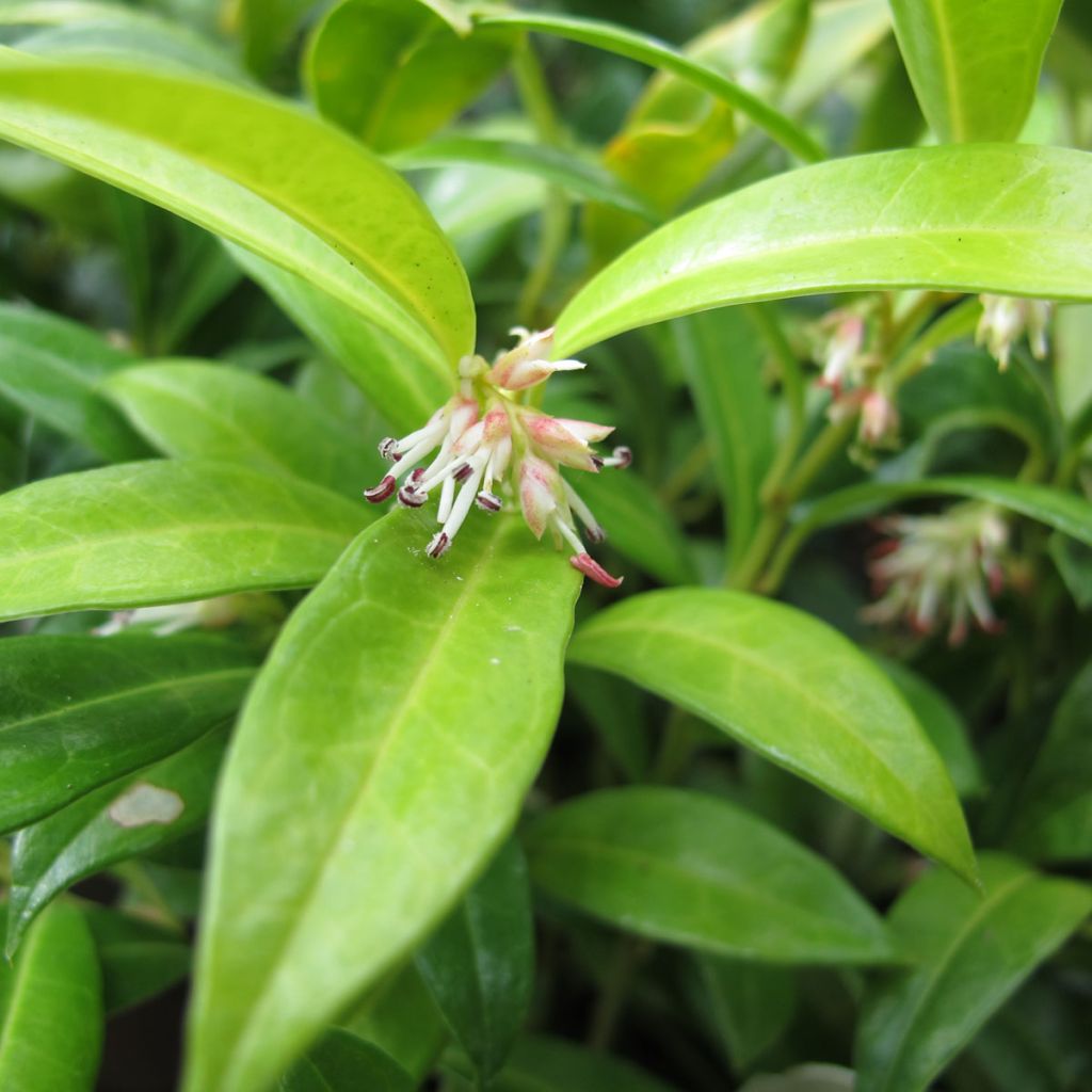 Sarcococca hookeriana var. humilis - Schleimbeere
