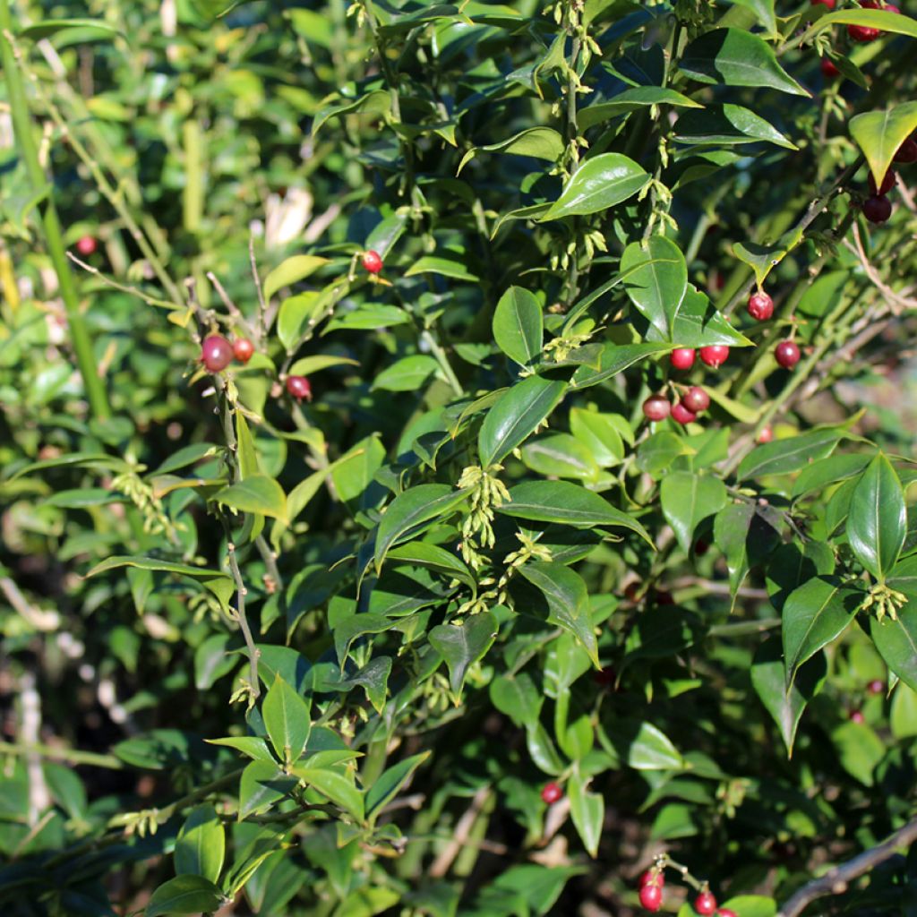 Sarcococca ruscifolia - Schleimbeere