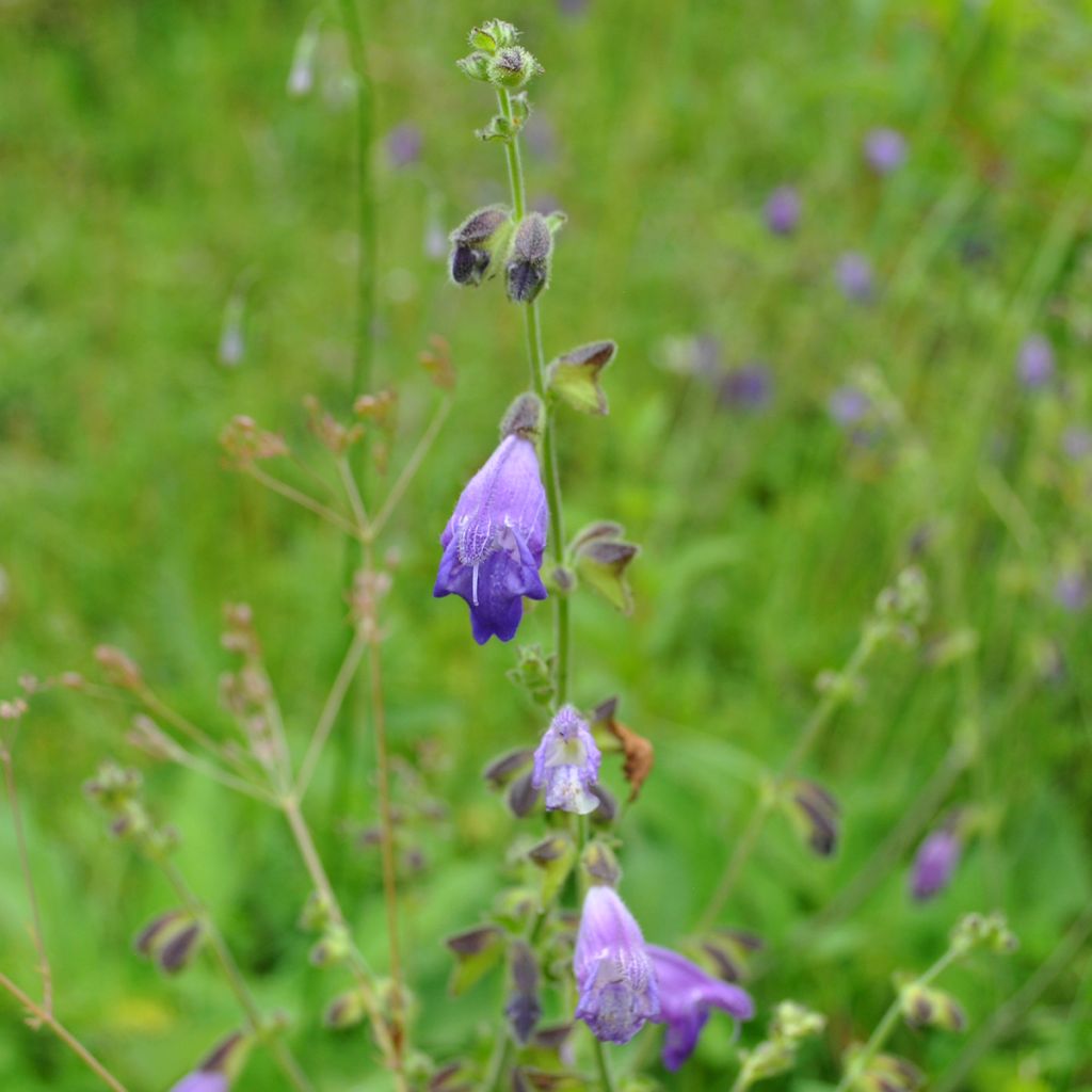 Salvia przewalskii - Przewalskis Salbei