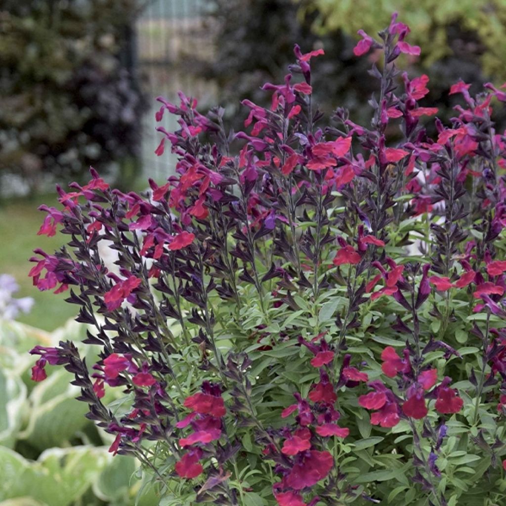 Salvia greggii Mirage Burgundy - Strauchiger Salbei