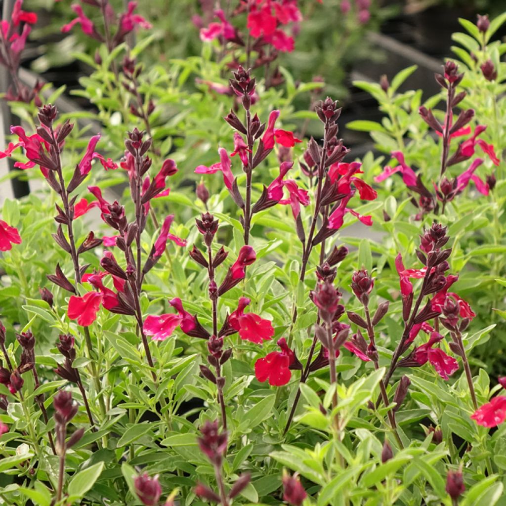 Salvia greggii Mirage Burgundy - Strauchiger Salbei